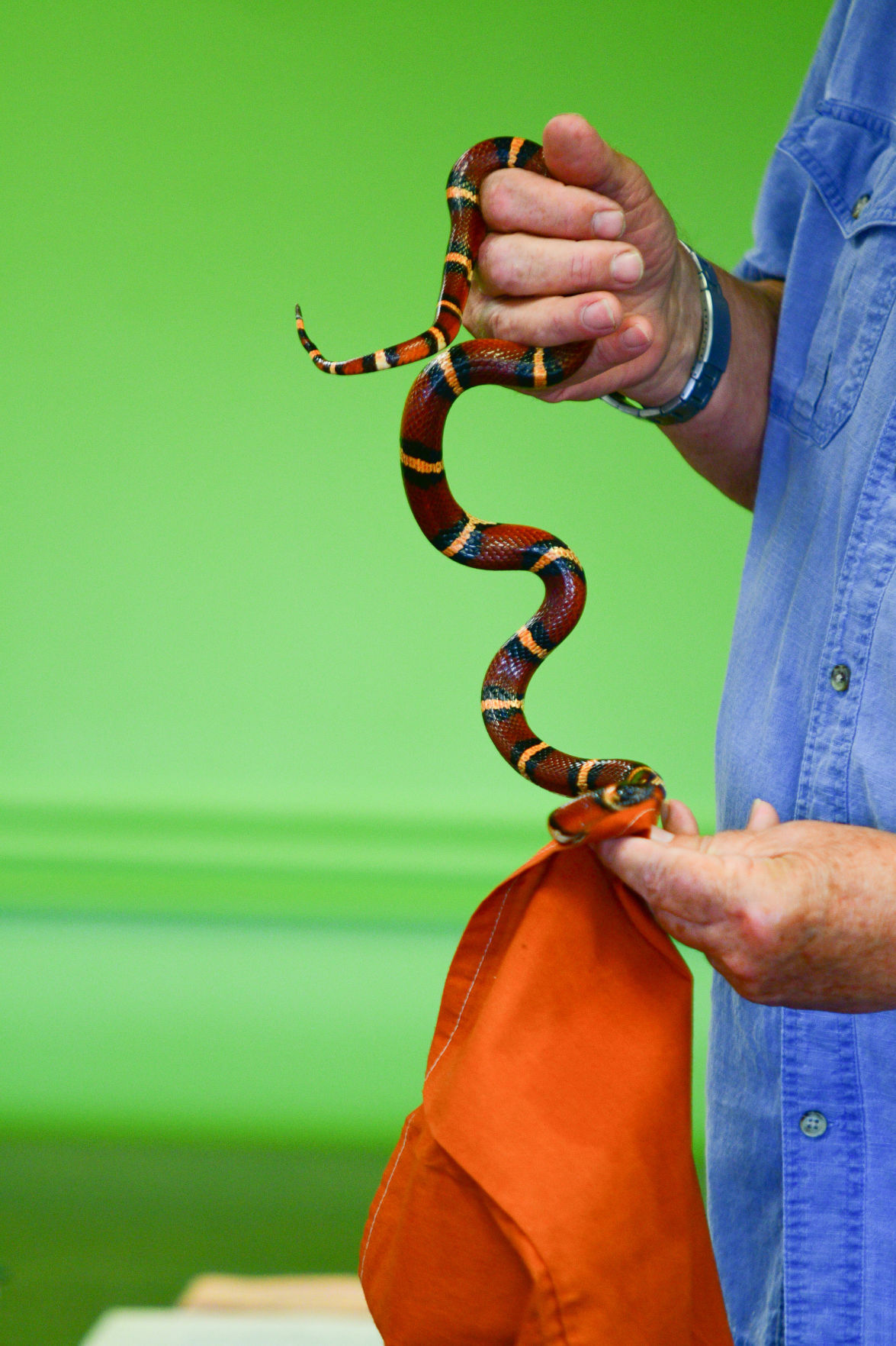 Snake Day at Clara B. Mounce Public Library